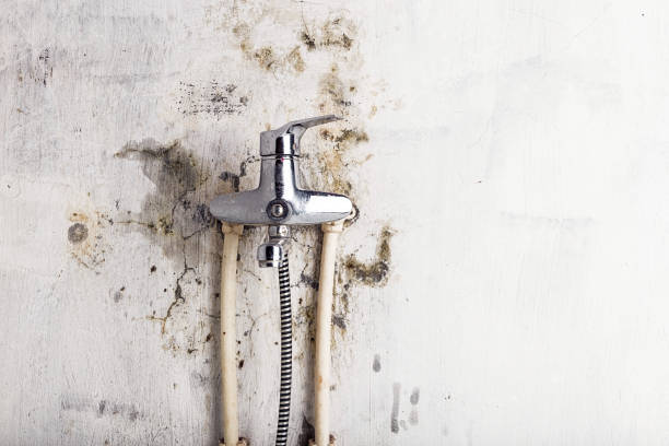 Best Fast Mold Removal  in , UT
