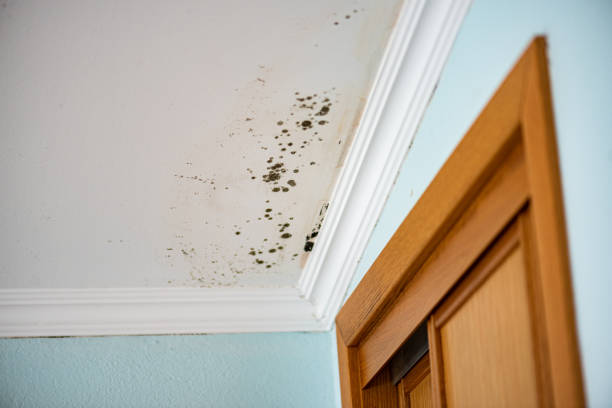 Best Toxic Mold Removal  in , UT