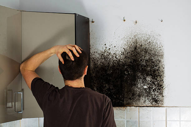 Best Local Mold Removal Service  in , UT