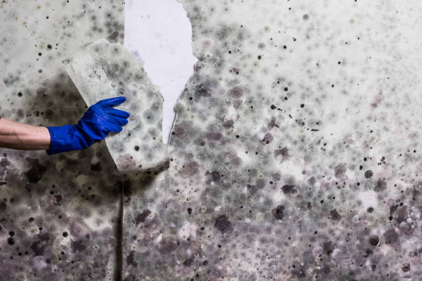 Best Professional Mold Removal  in , UT