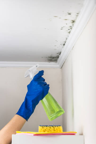 Best Mold Damage Repair  in , UT